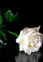 ZMARŁA PANI PROFESOR ZUZANNA MORAWSKA